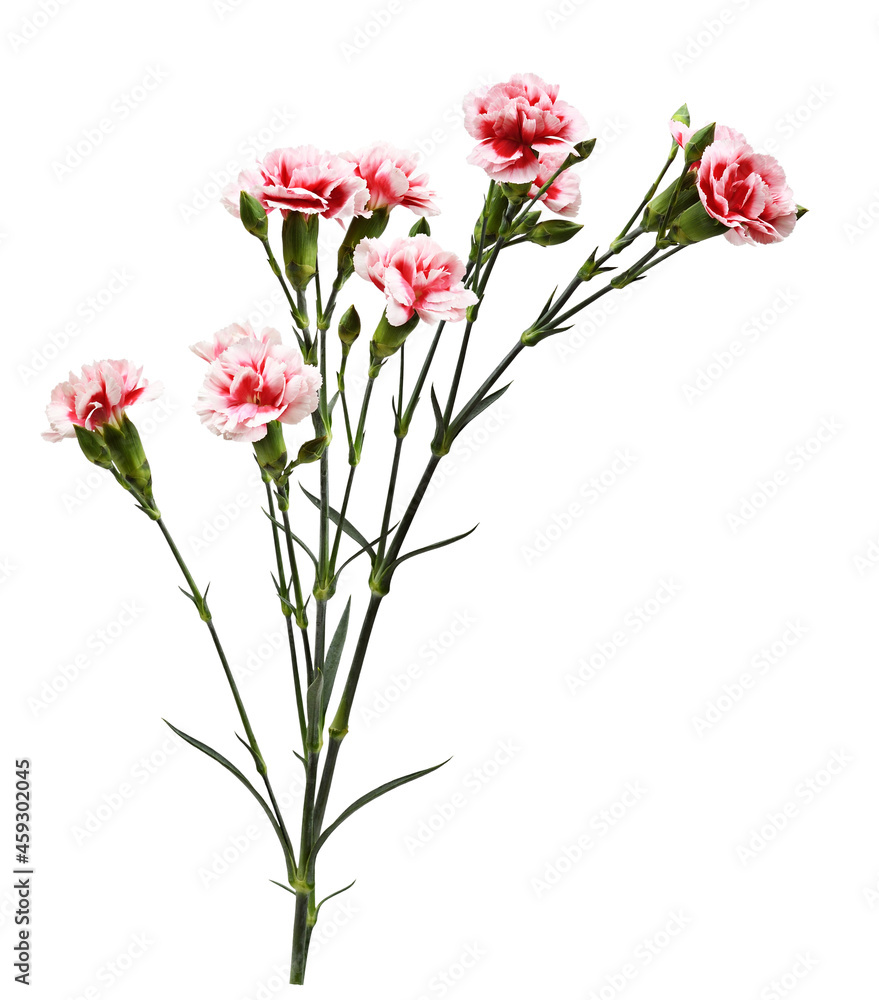 Twigs of red and white carnation flowers with green buds and leaves isolated on white. Floral arrangement.