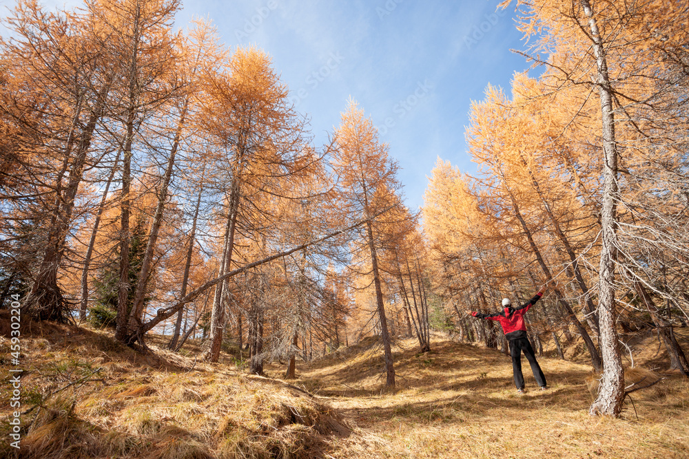 A trekker walking solo among the forest in a sunny atumnal day A trekker walking solo among the forest in a sunny atumnal day