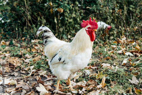 Portrait of a White rooster in the nature garden. Autumn in the farm, forest