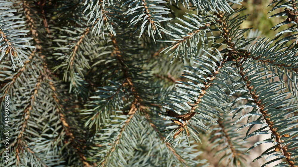prickly branches of spruce, selective focus