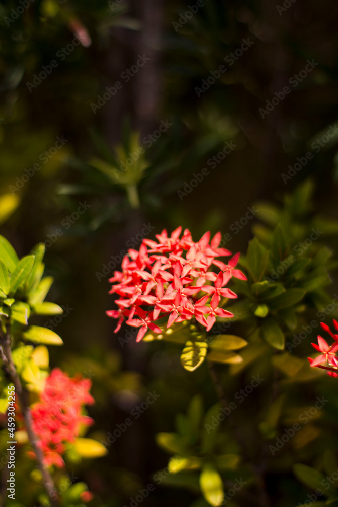 red flowers in the gardem