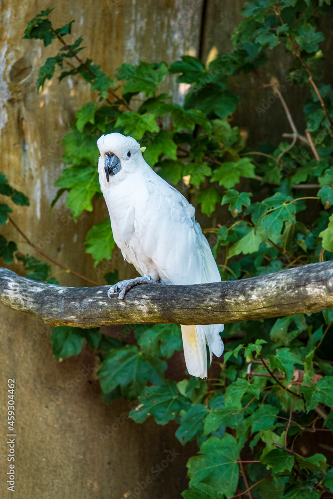 Fototapeta premium Vogelpark Marlow