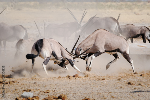 Gemsbok males fighting photo