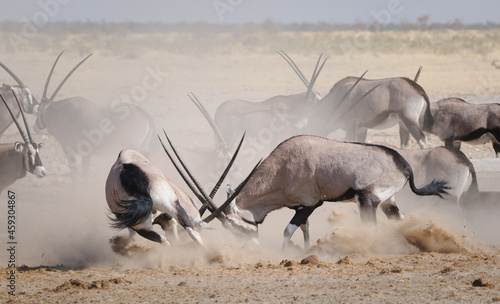 Gemsbok males fighting