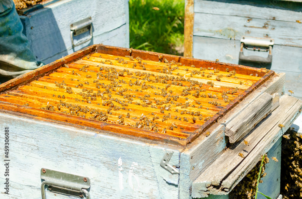 Honey beehive with frames and bees. Side view. Bees fly over the street and bring honey. Honey beehive with frames and bees. Side view. Bees fly over the street and bring honey.