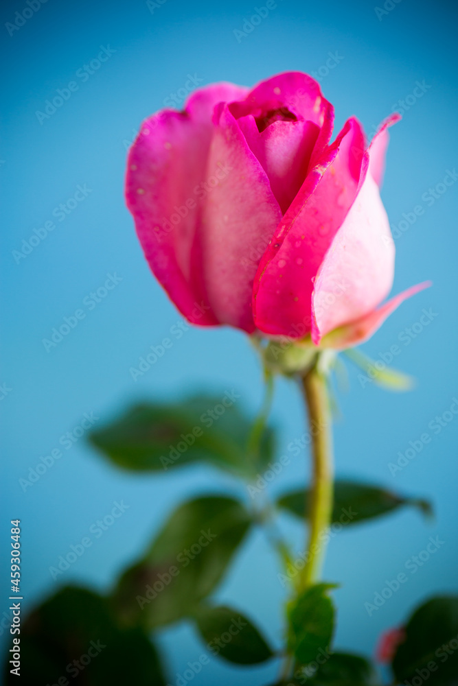 pink beautiful summer roses isolated on blue