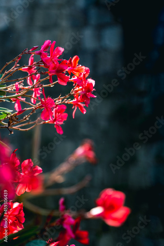 red flowers on a tree