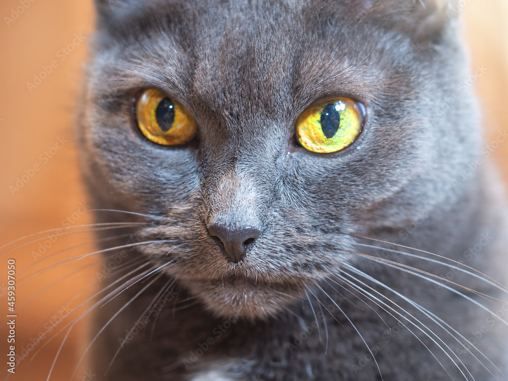 The muzzle of a cat with yellow eyes in close-up.