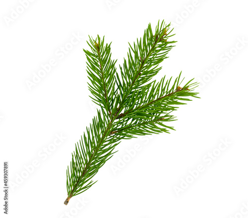 Isolated spruce branch on white background