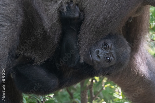 Φωτογραφία Western Lowland Gorilla (Gorilla gorilla gorilla) Baby