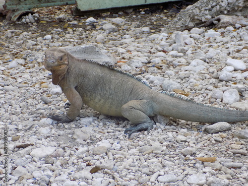 Iguana