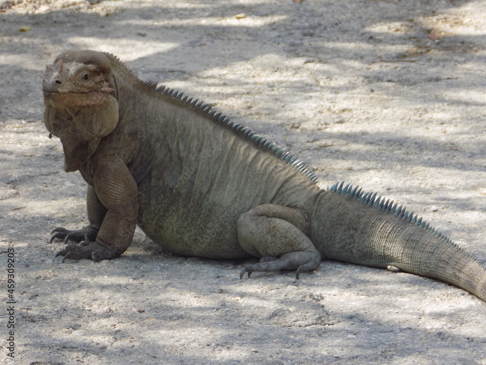 Fototapeta premium Iguana