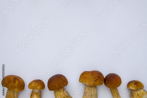 Studio shot of isolated fresh brown delicious autumn vegetarian white boletus mushrooms at the bottom on white background with copy space