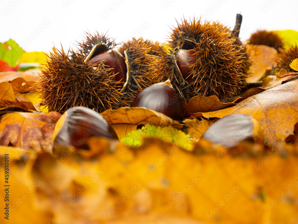 Chestnuts in the shell on leaves. Autumn food. Chestnuts in the shell on leaves. Autumn food.