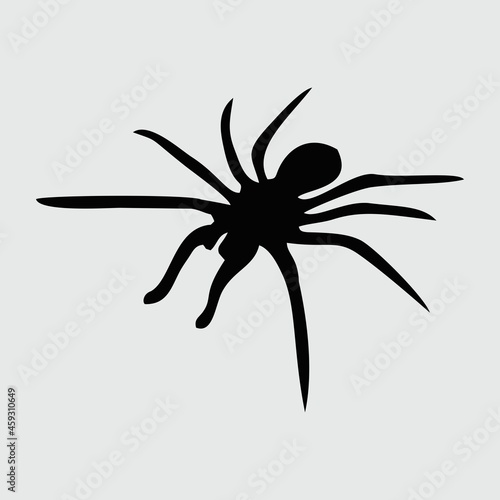 Spider Silhouette  Spider Isolated On White Background
