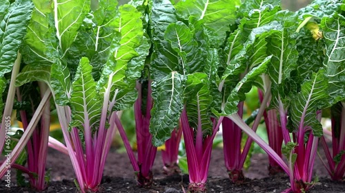 Peppermint swiss chard growing in a vegetable garden. Vivid purple stems and bright green leaves. Slow motion pan footage of vegetables growing outside in soil.