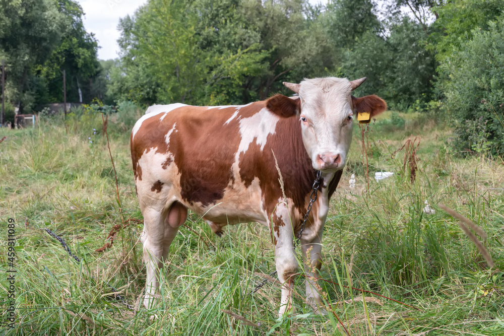 brown and white calf