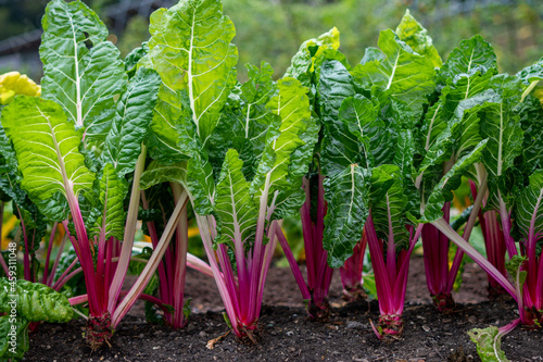 Fotografie Close up of fresh swiss chard growing in the ground