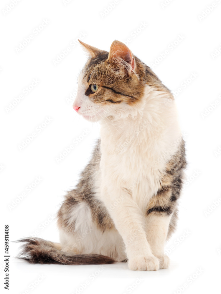 Fototapeta premium Young house cat.