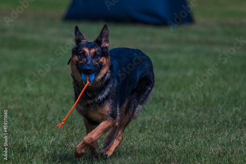 Canvas Print german shepherd dog