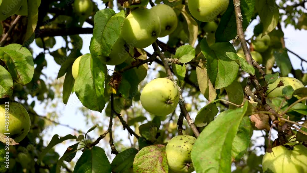 Branch with apples in the wind . Fruit hanging on a tree. Garden apples. Harvest . Prolific trees. Apple saved. The branch sways in the wind. High quality 4k footage Branch with apples in the wind . Fruit hanging on a tree. Garden apples. Harvest . Prolific trees. Apple saved. The branch sways in the wind. High quality 4k footage