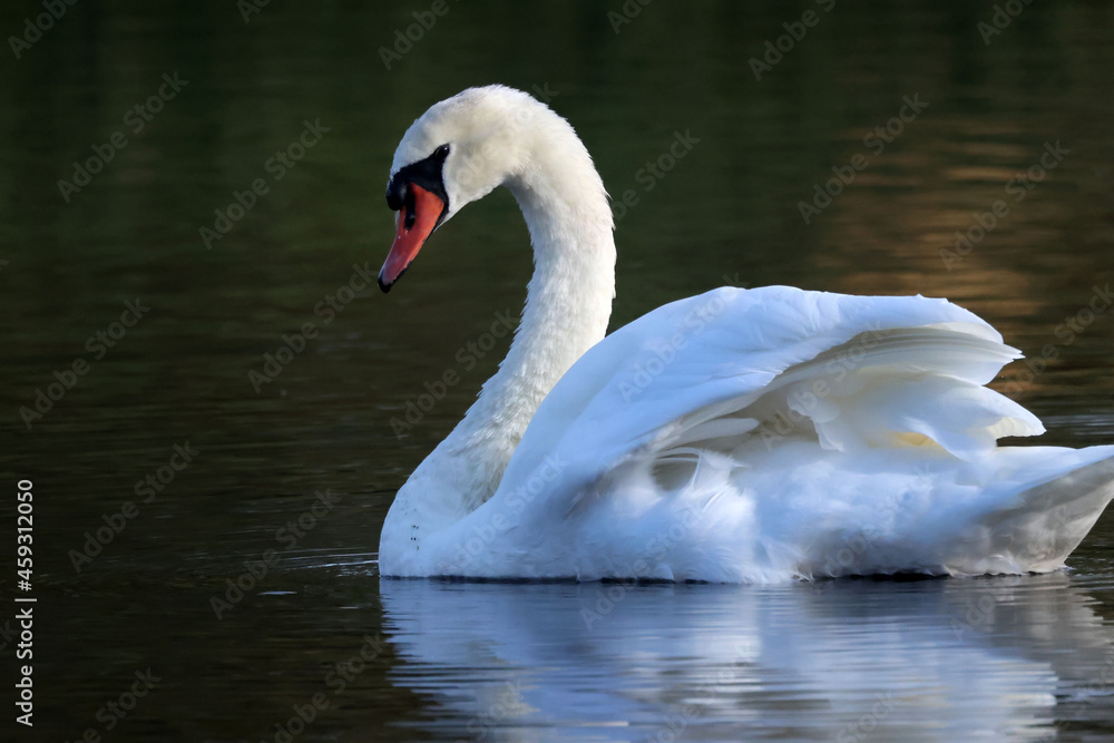 Mute swan father and juvenile on marsh in low light Mute swan father and juvenile on marsh in low light