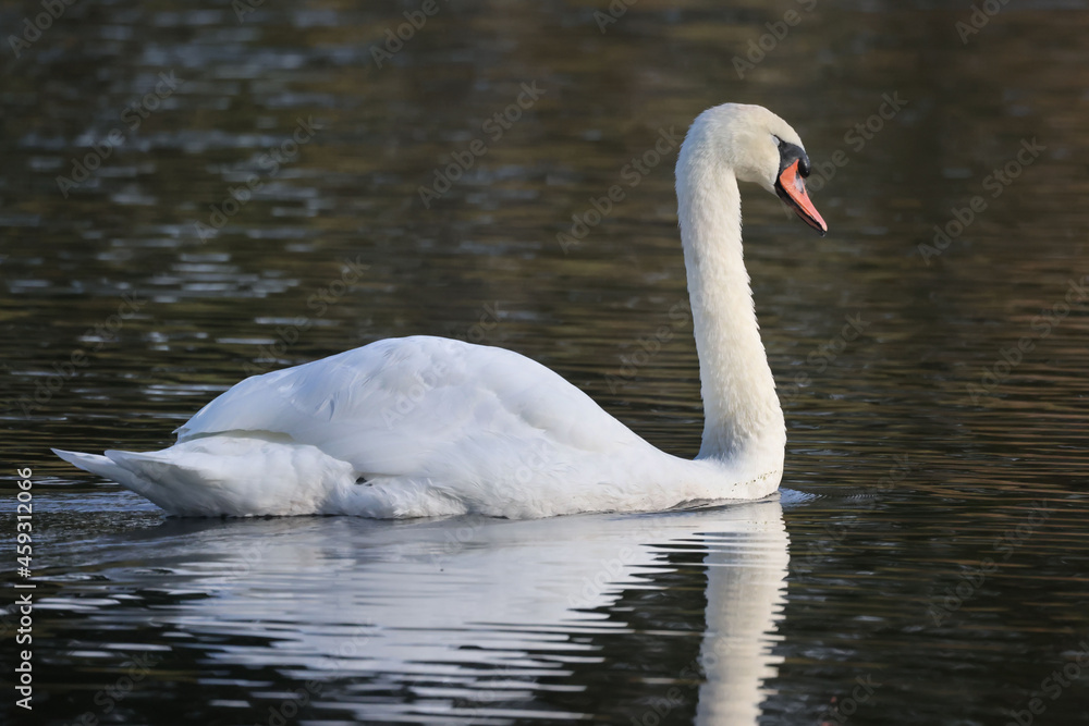 Mute swan father and juvenile on marsh in low light Mute swan father and juvenile on marsh in low light