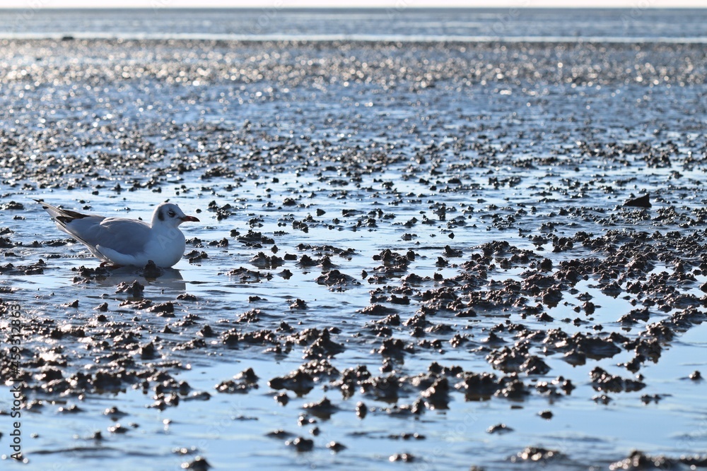 Fototapeta premium Ruhende Lachmöwe im Nordseewatt