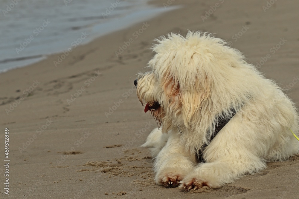 Goldendoodle am Nordseestrand Goldendoodle am Nordseestrand