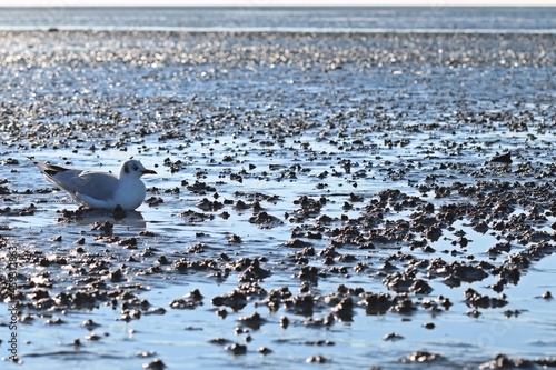 Ruhende Lachmöwe im Nordseewatt