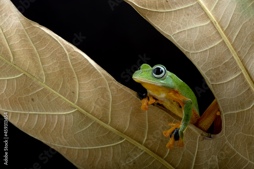 Black webbed tree frog among dry leaves