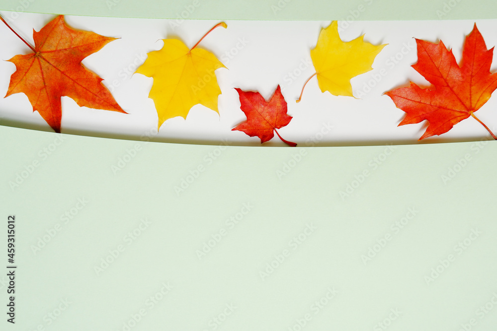 Yellow and red maple leaves on a light green background.The concept of an autumn banner in the store,discounts,sales,promotions,decor for a postcard for the day of knowledge,teacher's day,Thanksgiving