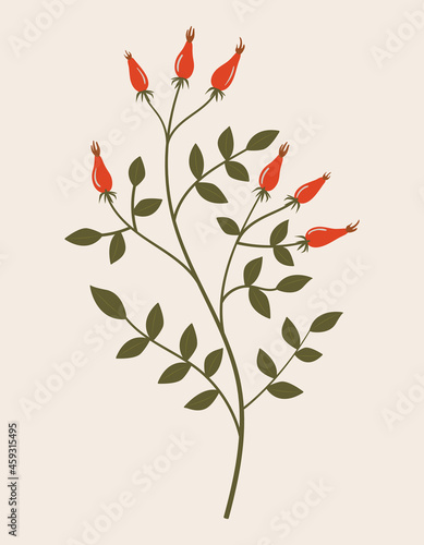 Vintage illustration of red wild rose hip. Medicinal herb. Branch with leaves. Botanic vector of forest flora. Hand drawn colorful floral element. Clipart for design and print