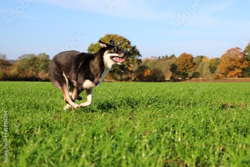 funny mixed husky dog is running on a field