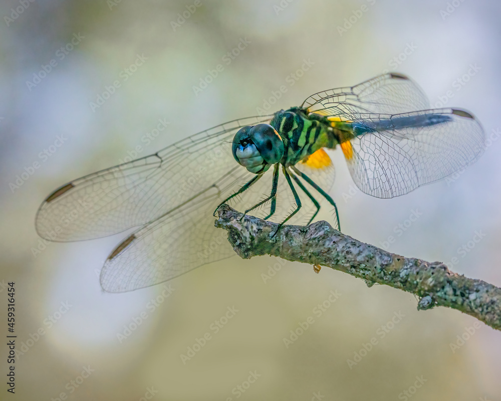 close up of dragonfly