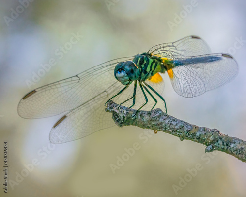 close up of dragonfly