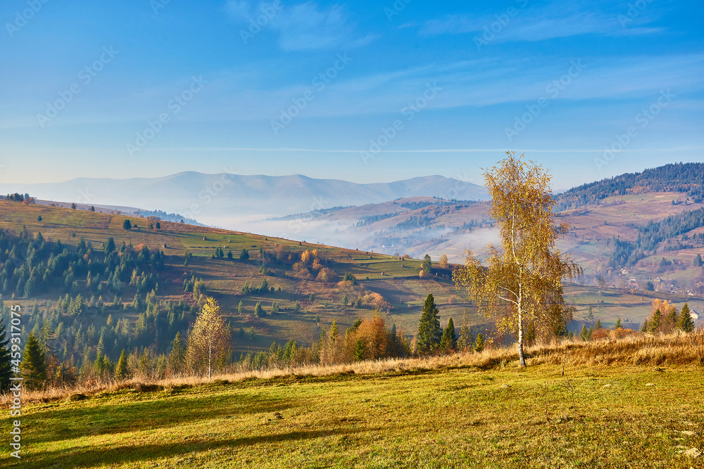 Beautiful yellow birch in the mountain against a background of fog. Autumn landscape in the Carpathians