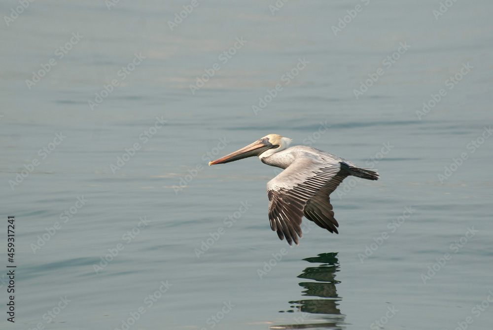 Obraz premium pelican in flight