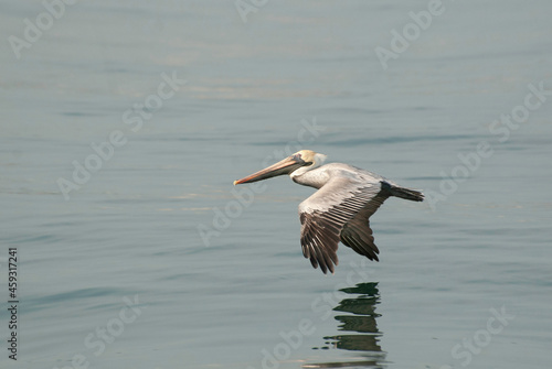 pelican in flight © Татьяна Бурдзенидзе