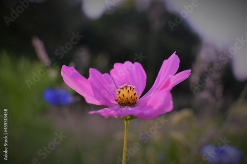 purple flower in the garden