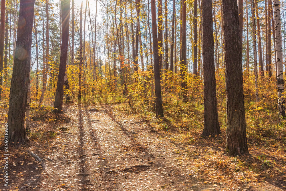 Forest path on a sunny autumn day.