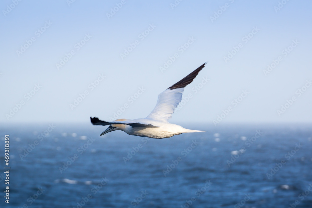 seagull in the sky