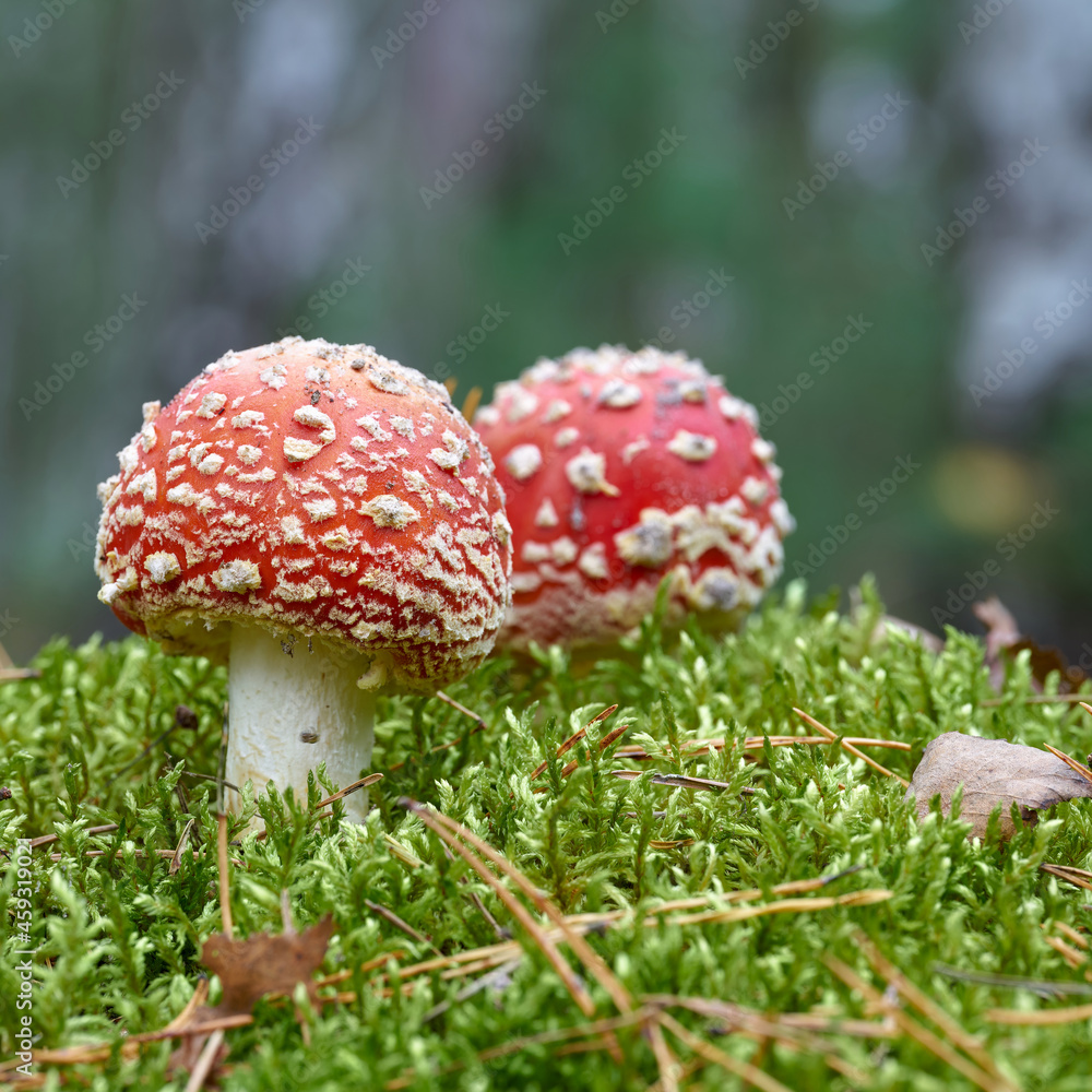 Toadstools (Amanita muscaria) grow on the forest floor in autumn Toadstools (Amanita muscaria) grow on the forest floor in autumn