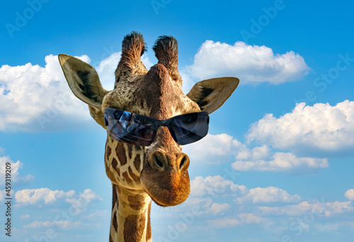 Photography Funny fashion portrait of a giraffe (giraffa camelopardalis) with hipster sunglasses over blue sky and clouds background