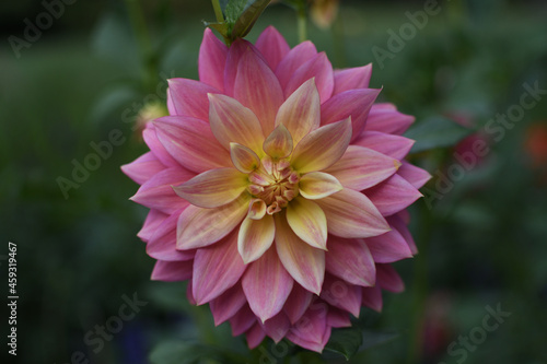 pink dahlia flower
