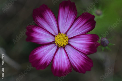 flower in the garden