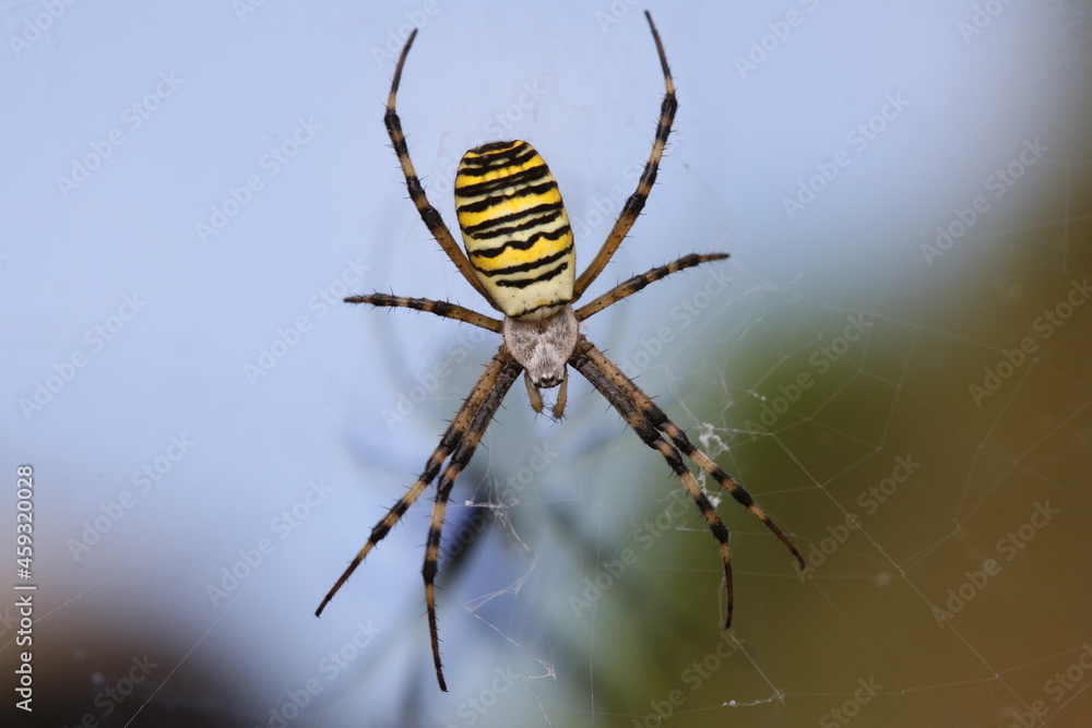 Epeire fasciée araignée jaune et noire des jardins Epeire fasciée araignée jaune et noire des jardins