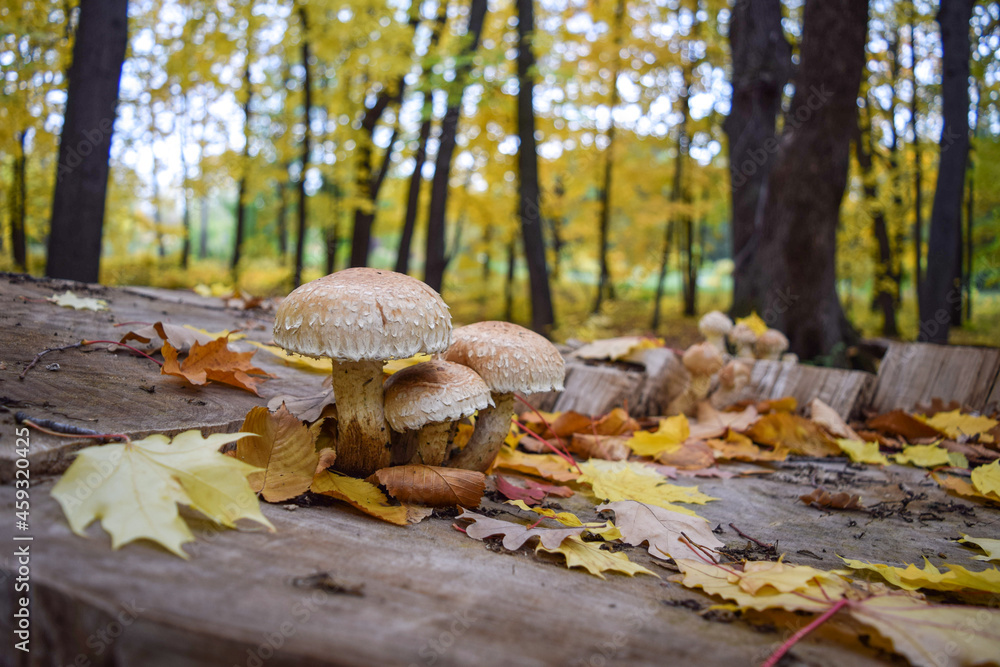 In the autumn forest, mushrooms grow on a poplar stump, which are called destructive scales
In the autumn forest, mushrooms grow on a poplar stump, which are called destructive scales
