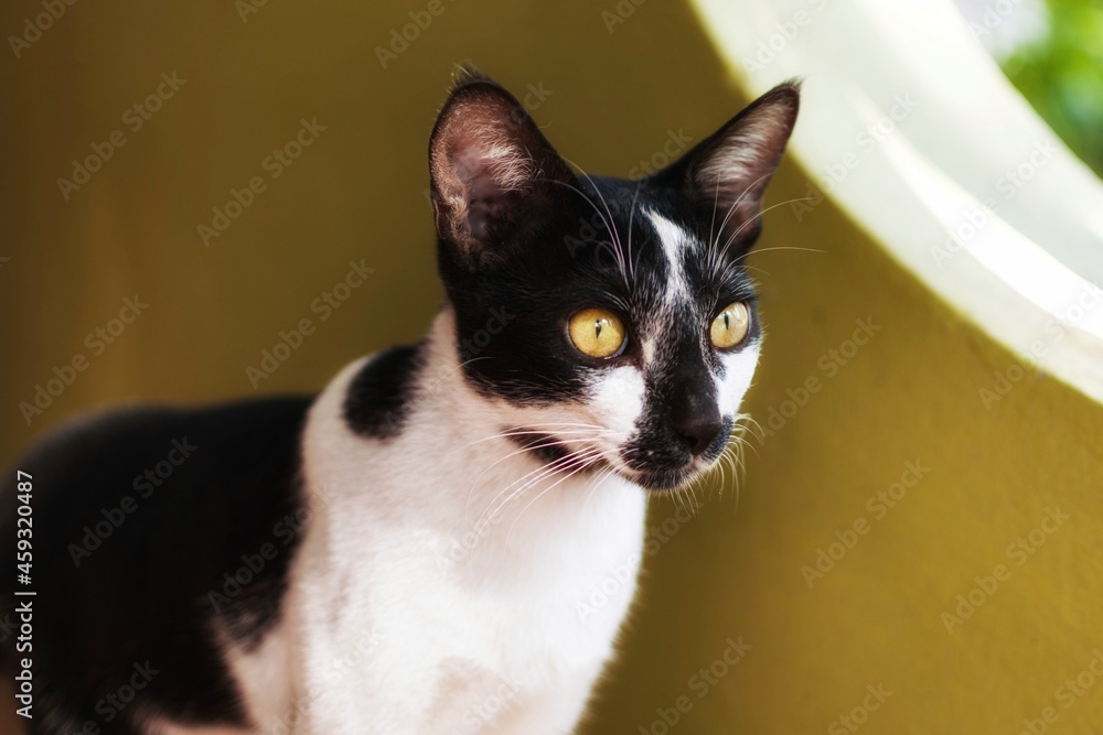 Cute Black and White Tuxedo Shorthair domestic cat that makes you wanna hug him Cute Black and White Tuxedo Shorthair domestic cat that makes you wanna hug him