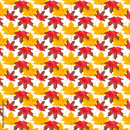 Pattern of yellow and red maple leaves on a white background.
